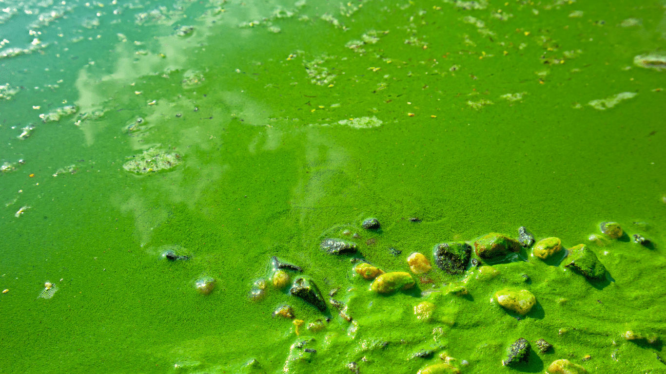 Non-toxic fire retardant